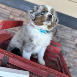 Boy 1 - Blue merle Toy Australian Shepherd puppy in Deridder, Louisiana from AussieSmiths