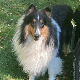 Rykker - Collie
