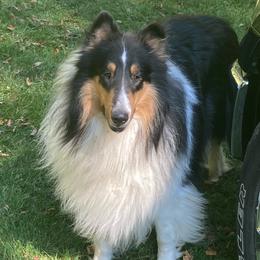 Rykker - Collie