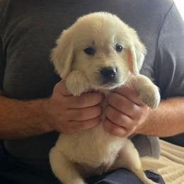 Purple Girl - Light golden female Golden Retriever puppy in Peoria, Arizona from Nordic Woof's Golden Retrievers
