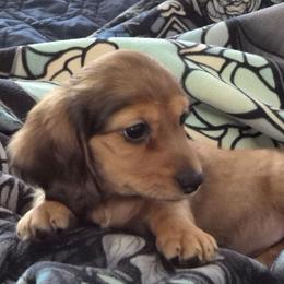 Angie AKC Red Dapple Girl - Red female Dachshund puppy in Los Angeles, California from Sterling Dachshunds