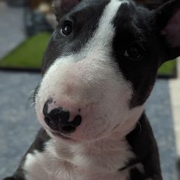 Bull Terrier Puppies from Bulls On Parade
