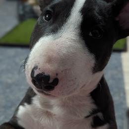 Bull Terrier Puppies from Bulls On Parade