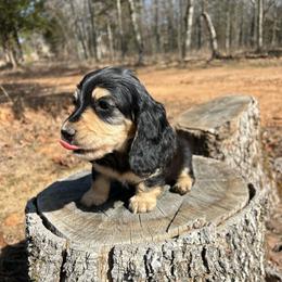 Pat - Black and cream female Dachshund puppy in Tahlequah, Oklahoma from Love Some Dogs Dachshunds & Cavalier King Charles Spaniels,Cavapoos