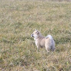 Icelandic Sheepdog Puppies from Valhalla Icelandic Sheepdogs
