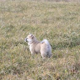 Icelandic Sheepdog Puppies from Valhalla Icelandic Sheepdogs