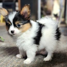 Traveler - Black and white male Companion Cross puppy in Davenport, Washington from Lovely Ladies and Little Asses Miniature Equines (L3A Pomeranians & Papillons)