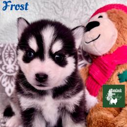 Frost - Wolf sable male Pomsky puppy in Venus, Pennsylvania from Hemlock Pines Pomsky
