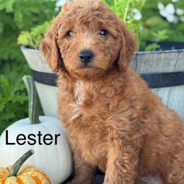 Cavalier King Charles Spaniels, Cavapoos, and Goldendoodles from FriendlyPals