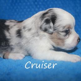 Cruiser - Blue merle male Toy Australian Shepherd puppy in Godley, Texas from Flying H Toy and Mini Aussies
