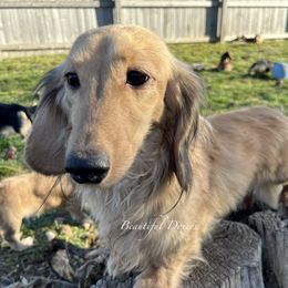 Falcor - Dachshund