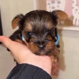 Mc'Lovinn - Black and gold male Yorkshire Terrier puppy in Houston, Texas from York-Chi House