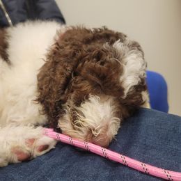 Poodle Puppies from Dogtastic Kennels