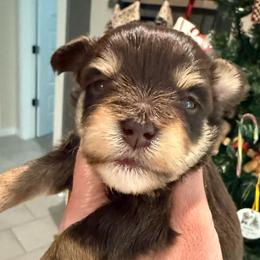 Boy 3 - Liver male Miniature Schnauzer puppy in Avondale, Arizona from Campos Schnauzers
