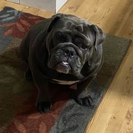 Jewel - Bulldog
