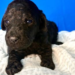 Luke - Black male Goldendoodle puppy in Willacoochee, Georgia from Kitandkboodle's Doodles