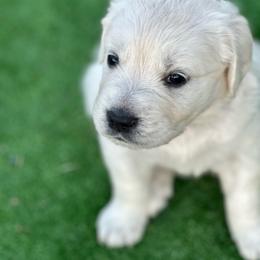 Girl 1 - Light golden female Golden Retriever puppy in Orland, California from Brownfield’s English Cream Golden Retrievers