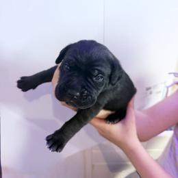Green - Black male Cane Corso puppy in Sullivan, Missouri from Midwest Cane Corso in Action