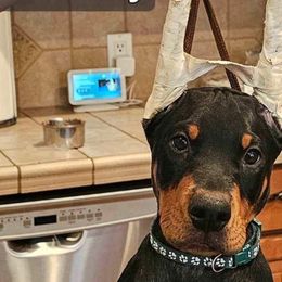 Boy 2 - Black and rust Doberman Pinscher puppy in Jefferson Township, New Jersey from Tristel Dobermans