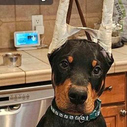 Boy 2 - Black and rust Doberman Pinscher puppy in Jefferson Township, New Jersey from Tristel Dobermans