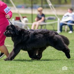 Cosmo - Newfoundland