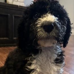 Cherry - Parti female Goldendoodle puppy in Waterloo, Illinois from Dreamy Doodles