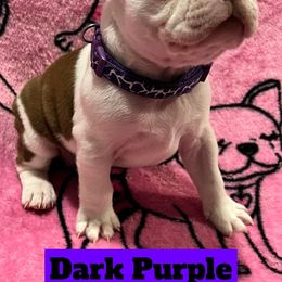 Boston Terrier Puppies from Heather's Boston Babies