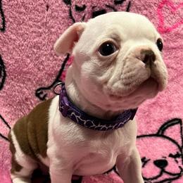 Boston Terrier Puppies from Heather's Boston Babies