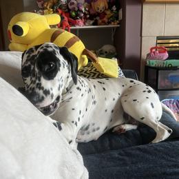 Dalmatian Puppies from Hallmark Dalmatians;