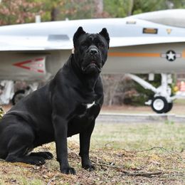 Loic - Cane Corso