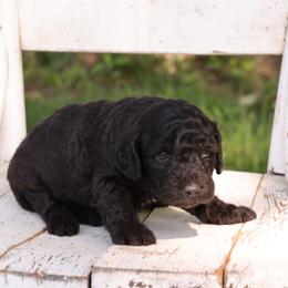 Paige - Black female Whoodle puppy in West Bend, Iowa from Blue Skies Terriers