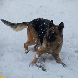 German Shepherds from Conlee German Shepherds