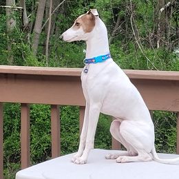 Jackson - Italian Greyhound