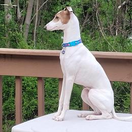 Jackson - Italian Greyhound
