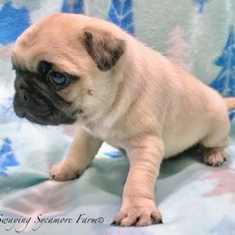 Pug and Shih Tzu Puppies from Swaying Sycamore Farm