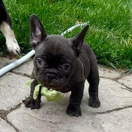 Coco Puff - Liver male French Bulldog puppy in Billings, Montana from Yellowstone Frenchies