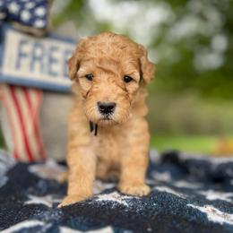 Black - Red  male Goldendoodle puppy in Hesperia, Michigan from Red Acres Poodles & Doodles