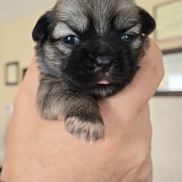 Raven - Sable female Tibetan Spaniel puppy in Billings, Montana from Embershine Tibetan Spaniels