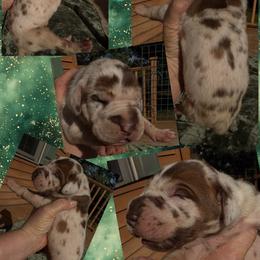 Kit Kat - Chocolate female Great Dane puppy in Wellsville, New York from Prophecy Danes