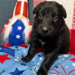 Pebble - Black & white male Australian Shepherd puppy in Rose Hill, North Carolina from Motega Australian Shepherds