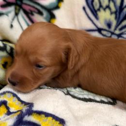 AKC Red Female - Red female Dachshund puppy in Sumrall, Mississippi from JP’s Dachshunds