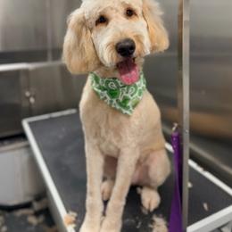 Moana - Goldendoodle