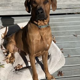 Ari - Rhodesian Ridgeback