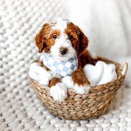 Simba - Red  male Goldendoodle puppy in Springville, Utah from Happy Doodle