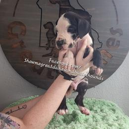 Green Collar - Harlequin male Great Dane puppy in Alton, Illinois from Show Me Great Danes and Basset Hounds