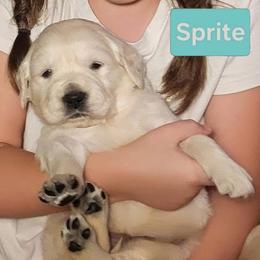 2nd pick of the girls from the Soda Pop Pups - Golden female Golden Retriever puppy in Fithian, Illinois from LOMAH Retrievers