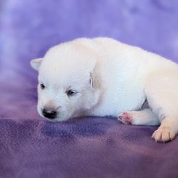 Pomsky Puppies from Valparaiso Pomskys