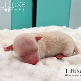 Girl 1 - female Morkie puppy in Scottsdale, Arizona from Lil Luxe Pups