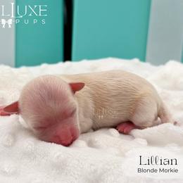 Girl 1 - female Morkie puppy in Scottsdale, Arizona from Lil Luxe Pups