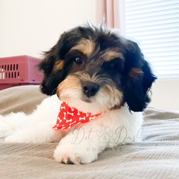 May - Cavapoo